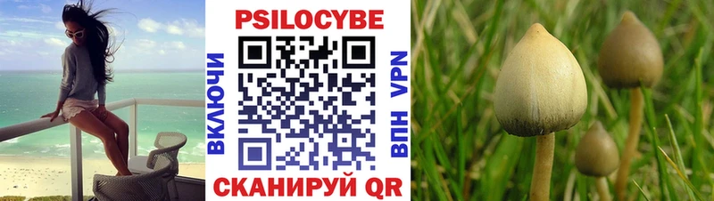 Псилоцибиновые грибы Psilocybine cubensis  Судогда 